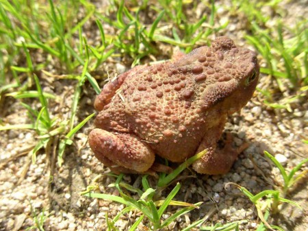 Crapaud